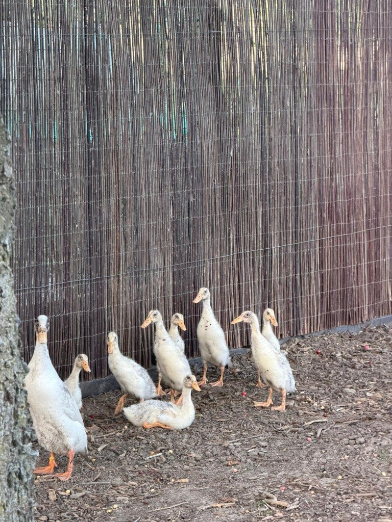 Witte loopeendjes, Dieren en Toebehoren, Pluimvee, Meerdere dieren, Eend