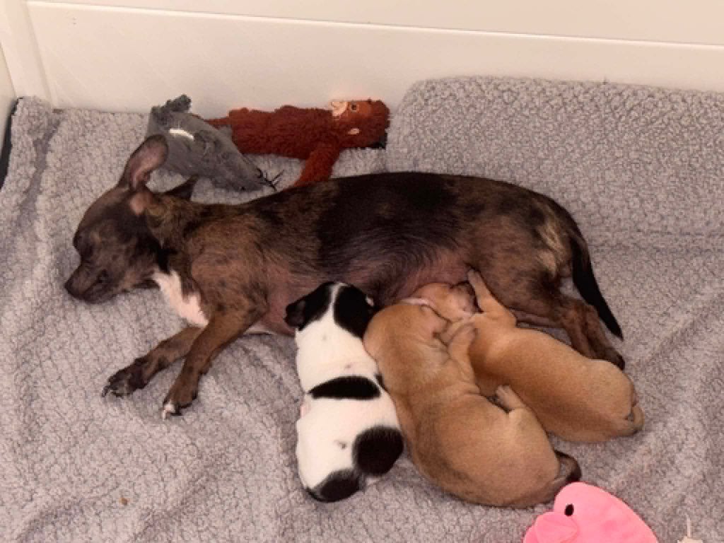 3 chiots Chihuahua peuvent déménager à partir du 26 juillet, Animaux & Accessoires, 8 à 15 semaines, Plusieurs, Éleveur | Loisir