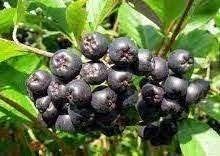 Aronia appelbes, Ophalen