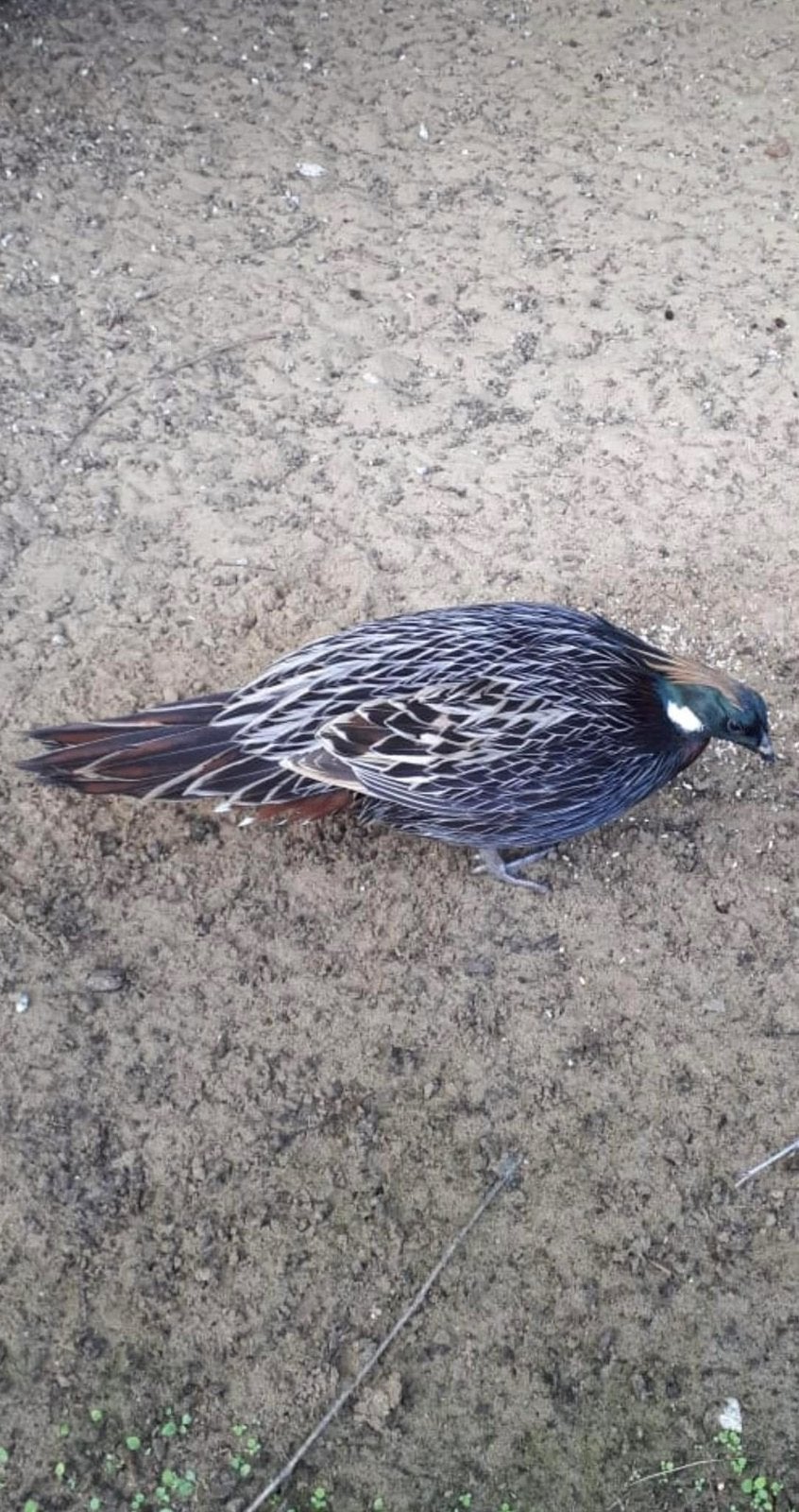 Koklas fazant kweek dieren, Meerdere dieren, Overige soorten