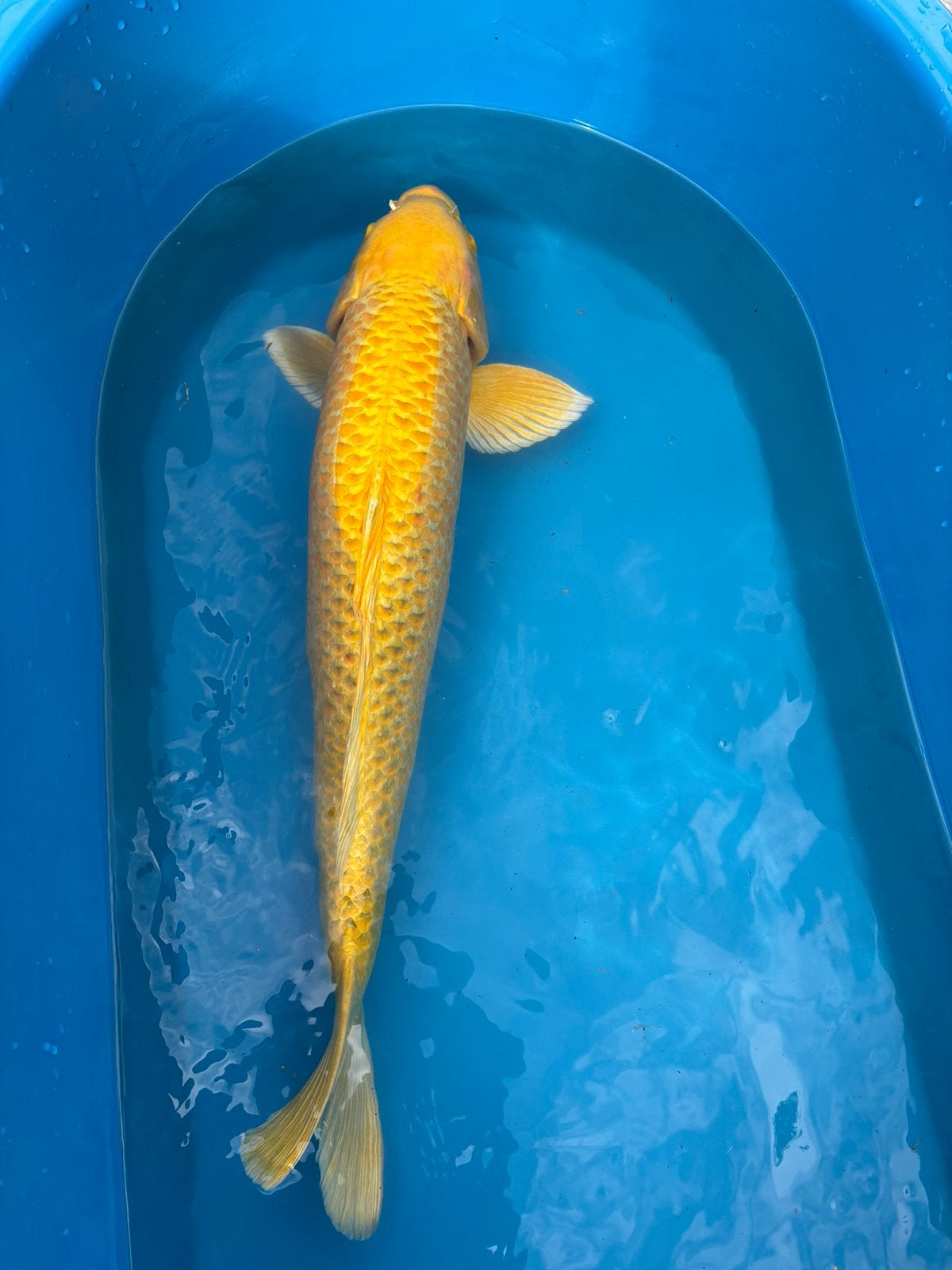 Mooie yamabuki / 65-70 cm / 5 jaar, Dieren en Toebehoren