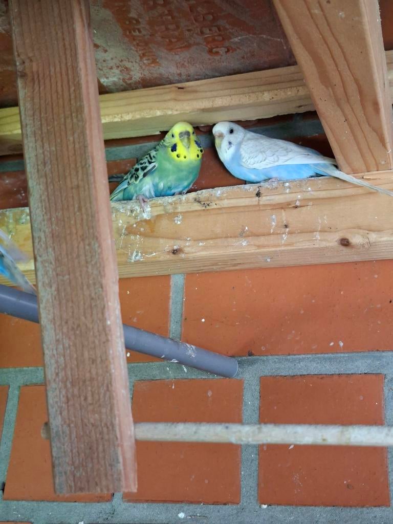 Jonge grasparkieten €6/stuk, Dieren en Toebehoren