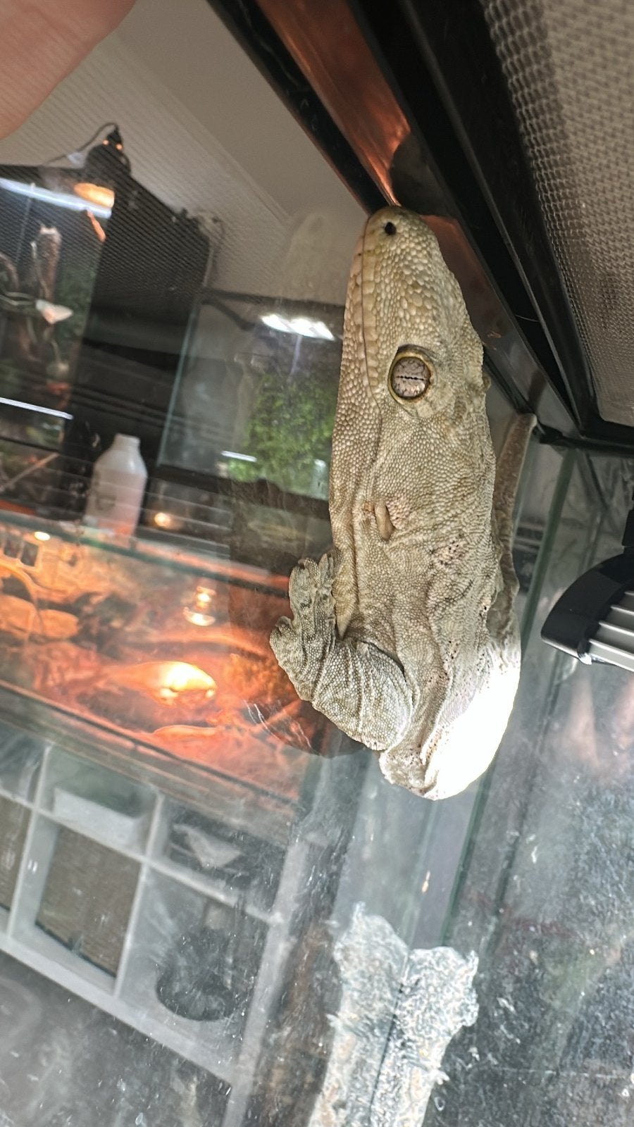 Vrouwelijke reuzengekko, Ophalen, Zo goed als nieuw
