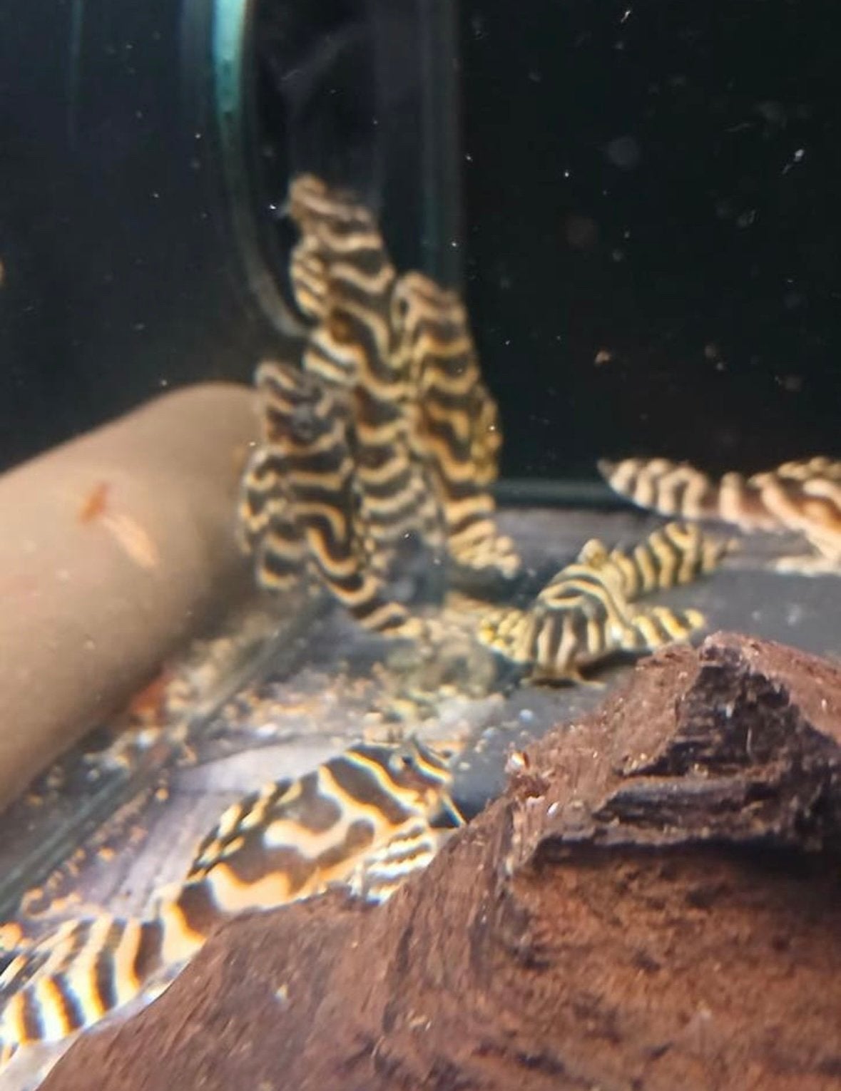 l333 king tiger pleco yellow, Dieren en Toebehoren