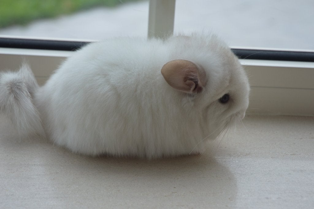 chinchilla jonge bokjes, Animaux & Accessoires, Rongeurs, Mâle, Chinchilla, Avril, Domestique