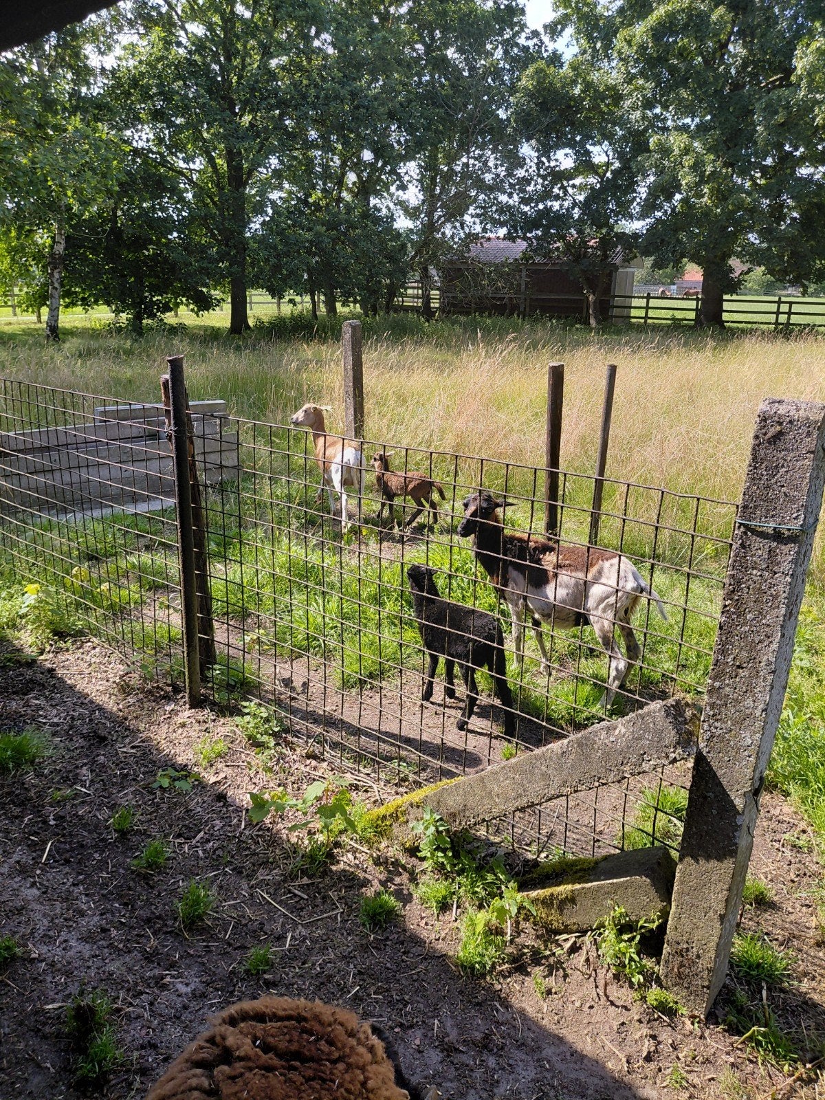 2 bonte kameroen ooien met hun 2 ooilammeren, Femelle, Mouton, 0 à 2 ans