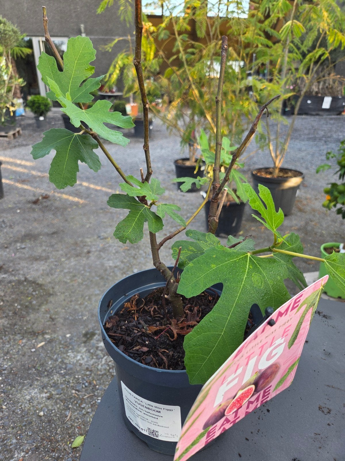 Vijgenstruik Ficus Carica Little Miss Figgy, Enlèvement, Ombre partielle