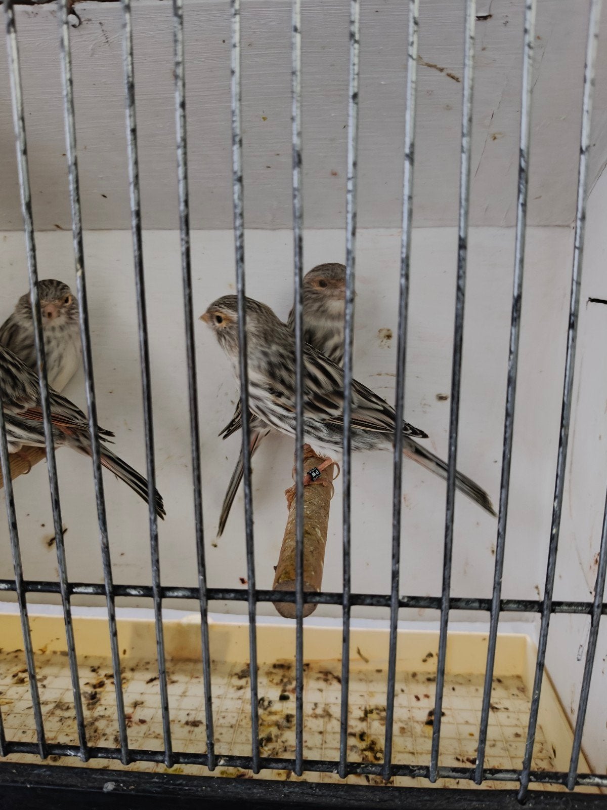 Agaat rood mozaiek pop, Dieren en Toebehoren