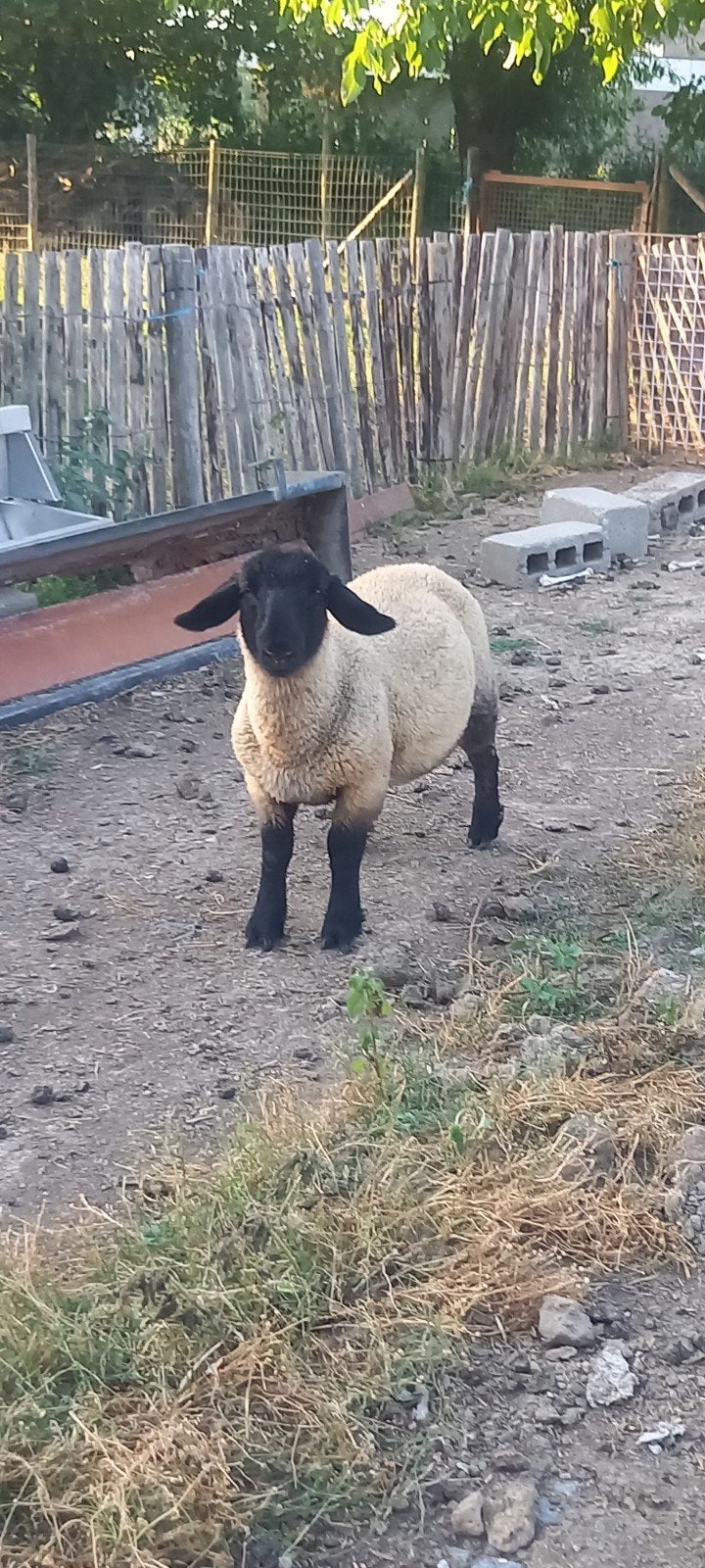 Suffolk ooilam 2026