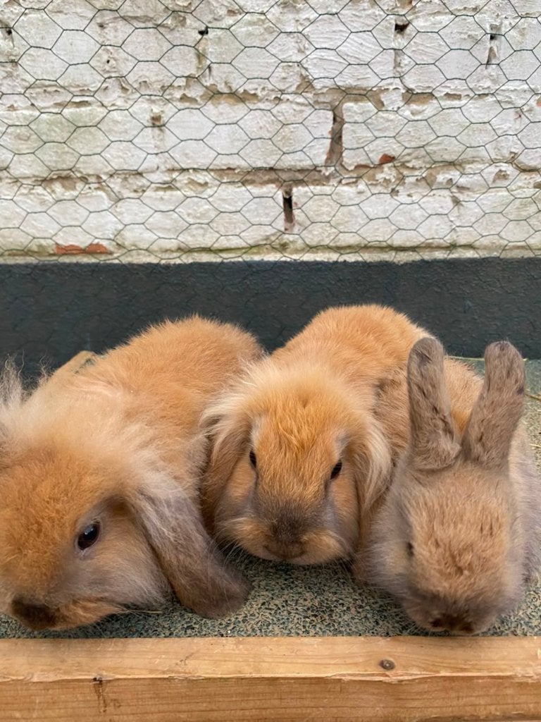 Lapins nains pour vendre, Plusieurs animaux, Taille moyenne, Oreilles tombantes, 0 à 2 ans