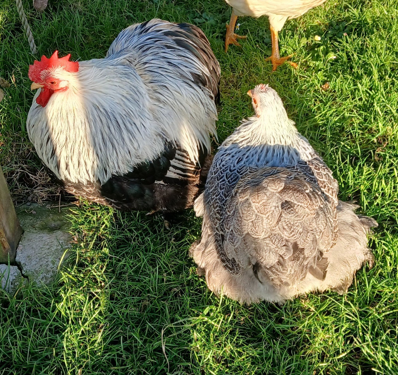 Cochin kriel meerzomig zilverpatrijs koppel, Animaux & Accessoires