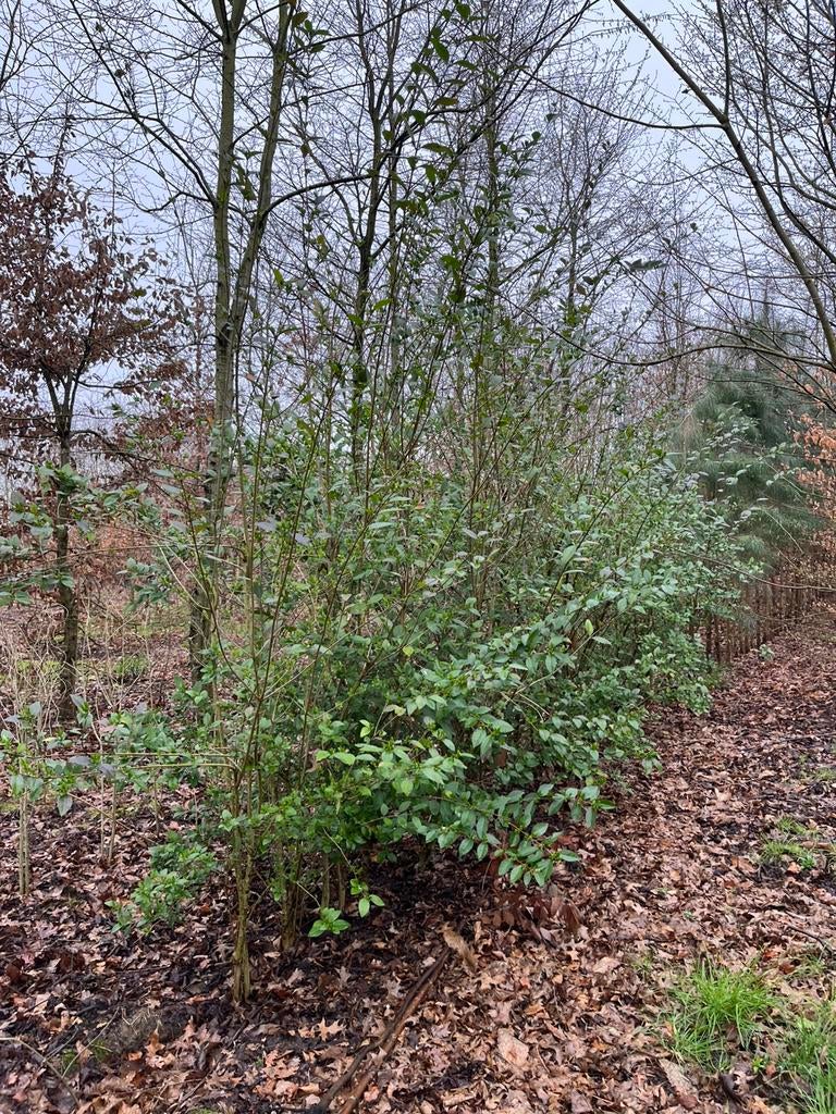 Ligustrum, Ophalen, Struik