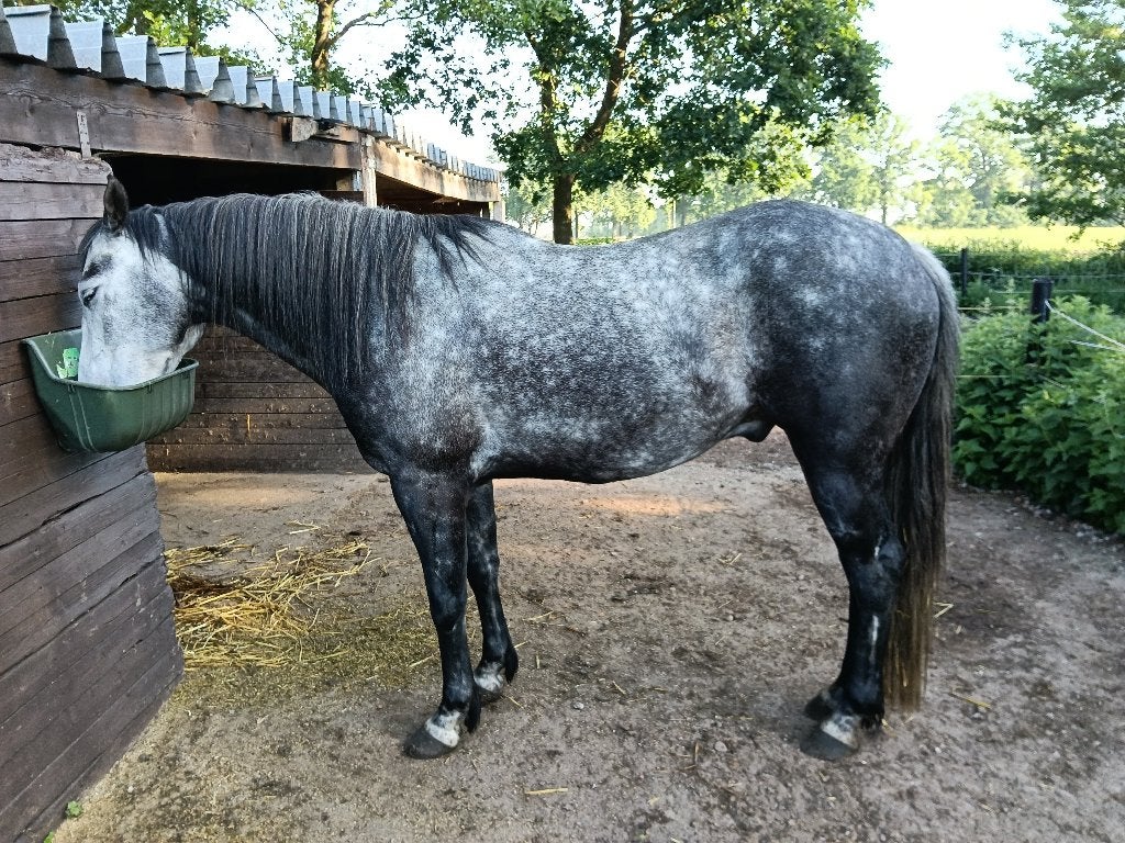 Zeer lieve Ruin, Animaux & Accessoires, Chevaux, Vermifugé, Hongre, Débourré, Moins de 160 cm