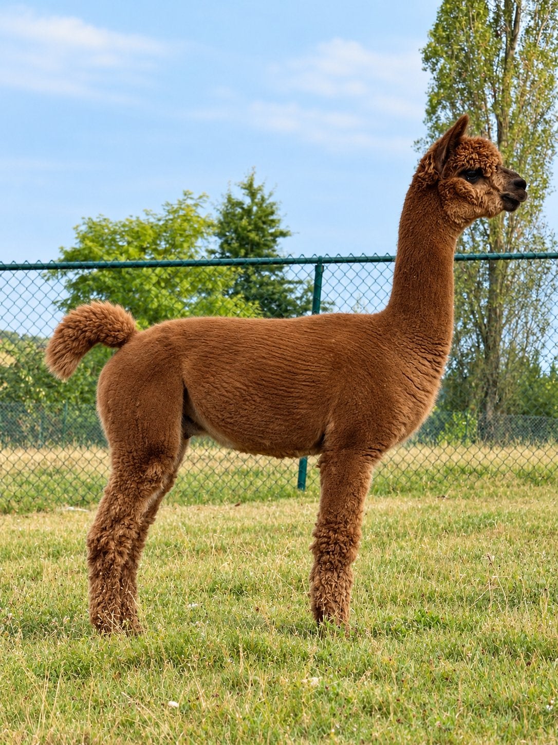 Vekofarm Jack -Uitstekende alpaca dekhengst te koop, Dieren en Toebehoren, Augustus, Mannelijk
