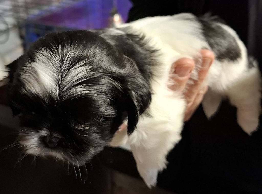 shih tzu reutjes pups, Dieren en Toebehoren, België, Fokker | Hobbymatig, Overige rassen, Meerdere