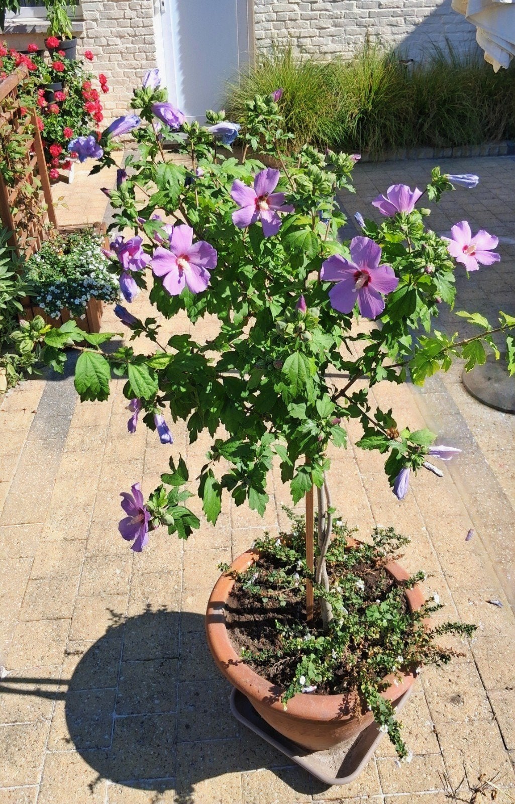 hibiscus in terracotta pot, Tuin en Terras, Ophalen