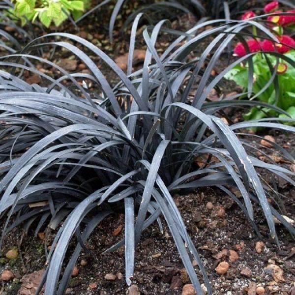 Ophiopogon planiscapus 'Niger' - Zwarte slangenbaard, Jardin & Terrasse, Plantes | Jardin, Plein soleil, Été, Enlèvement, Graminées ornementales