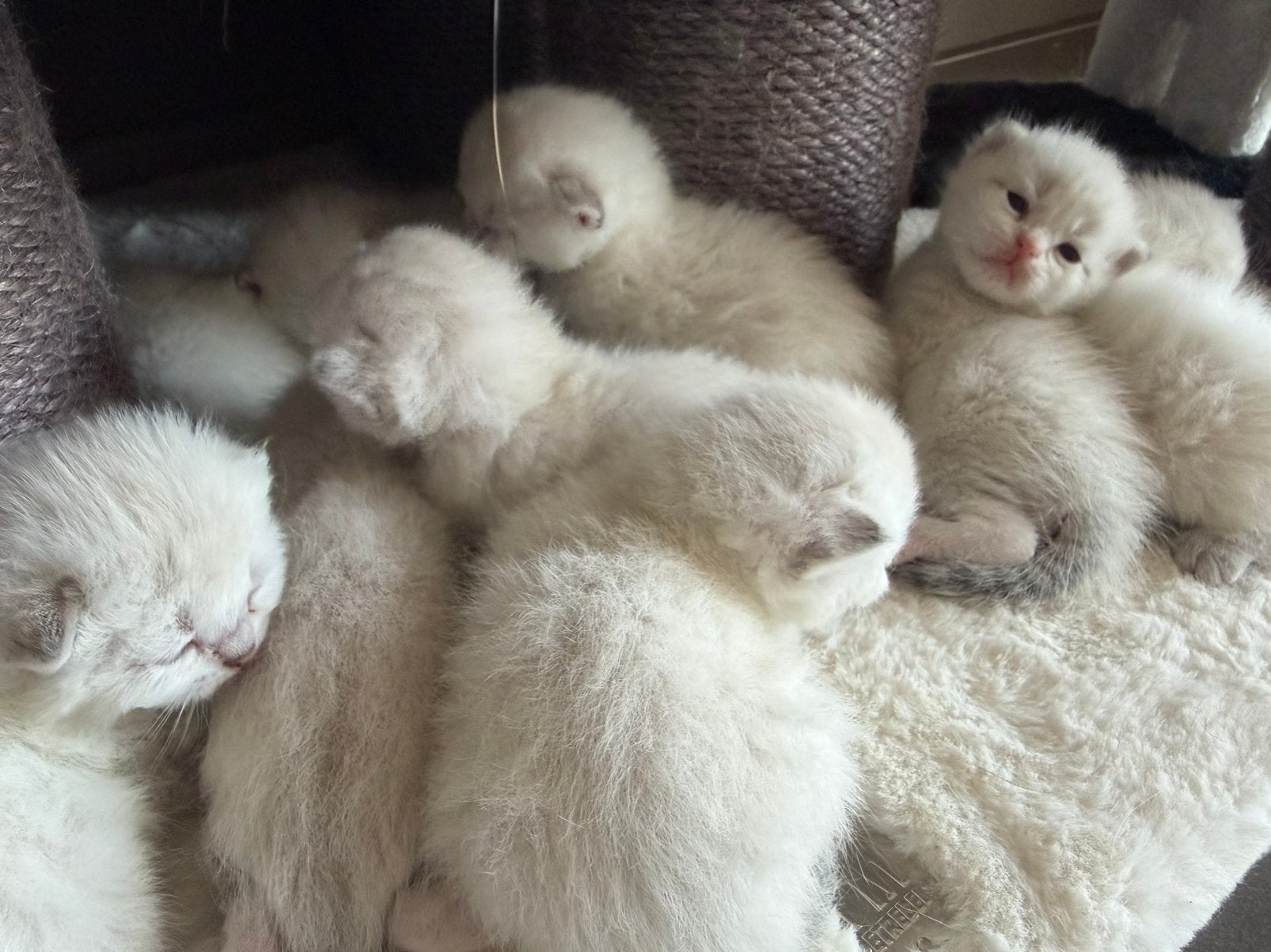 Brits Korthaar Point Kittens, Dieren en Toebehoren, Meerdere dieren, Gechipt, 0 tot 2 jaar