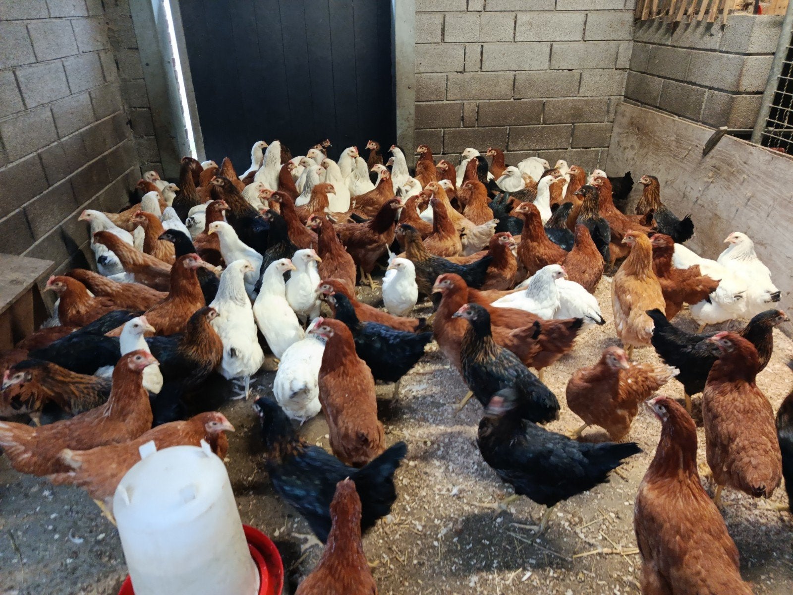 jonge legkippen herfstactie !, Dieren en Toebehoren, Kip