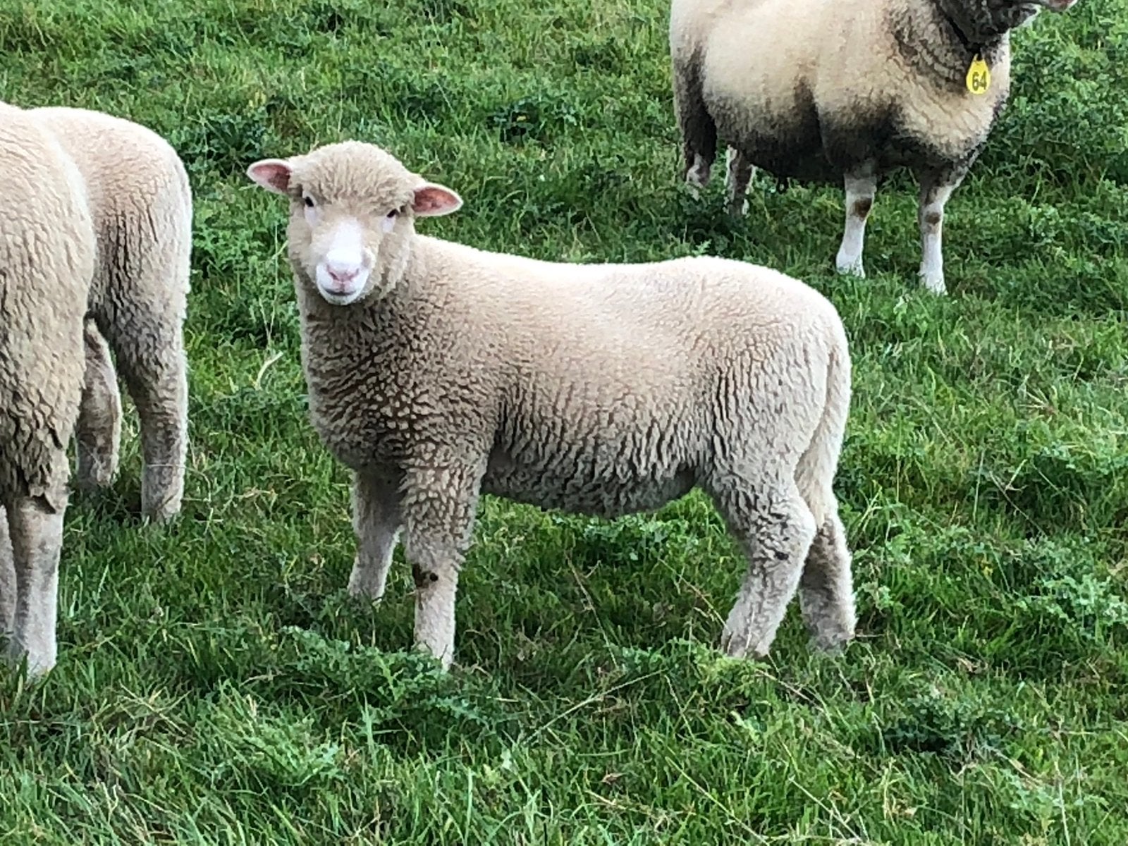 Poll dorset ram lammeren, Animaux & Accessoires, Moutons, Chèvres & Cochons, Mâle, Mouton, 0 à 2 ans