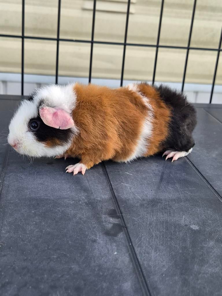 Rex beertje, Maart, Mannelijk, Cavia