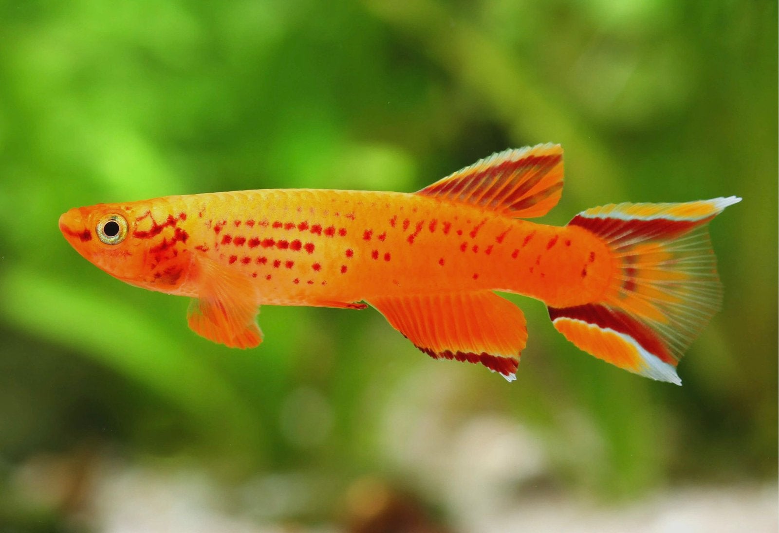 Aphyosemion Golden Congo, Dieren en Toebehoren