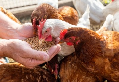 Gezocht: Tamme legkippen, Dieren en Toebehoren, Pluimvee, Kip, Vrouwelijk