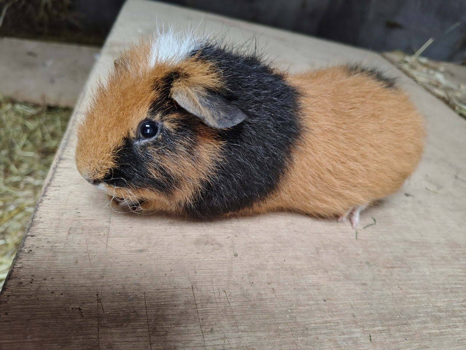 cavia, Juni, Mannelijk, Cavia