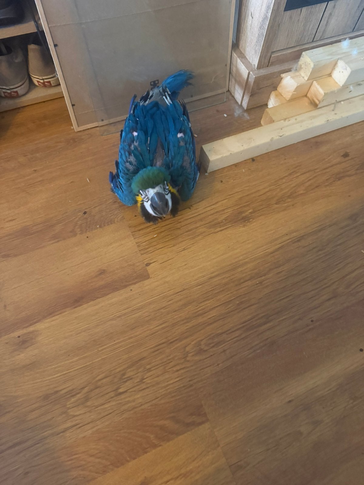Blauwgel ara, Perroquet, Domestique