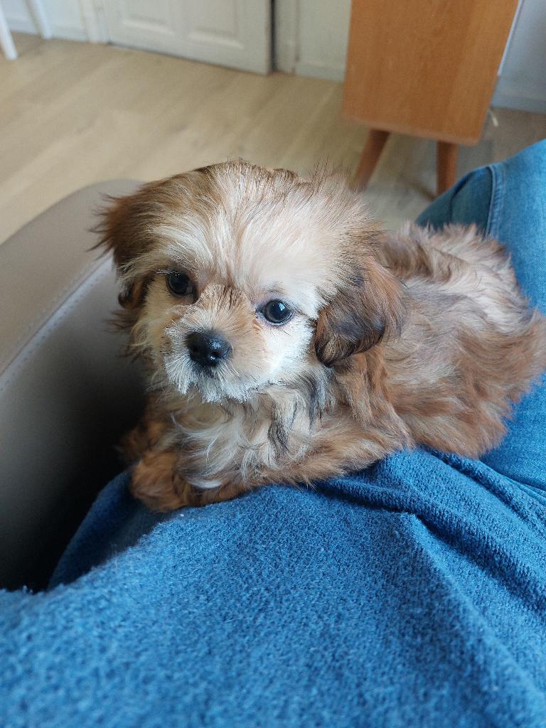 Shitzu femelle, 15 semaines à 1 an, Particulier, Belgique, Un chien