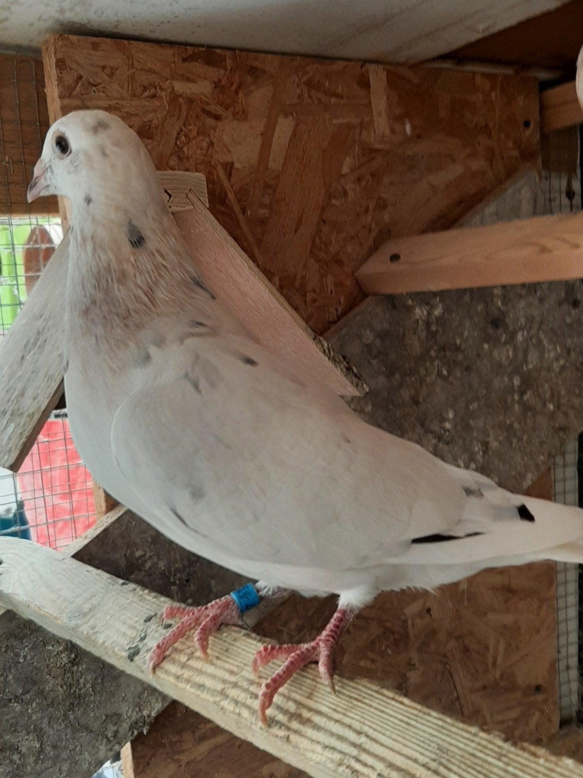 koppel almond kleurpostduiven, Dieren en Toebehoren, Vogels | Duiven, Meerdere dieren, Postduif