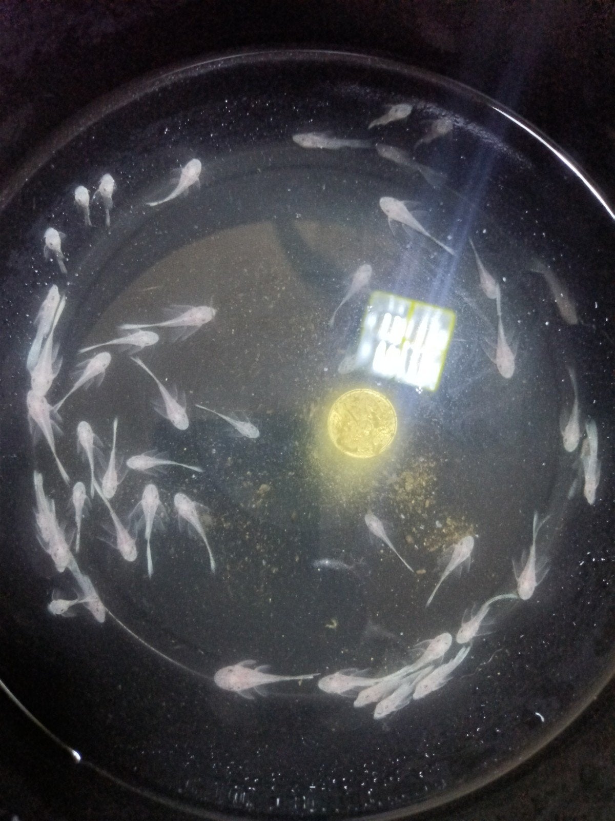 Jeunes nageoires Blanche-Neige à vendre. 3 à 3,5 cm.