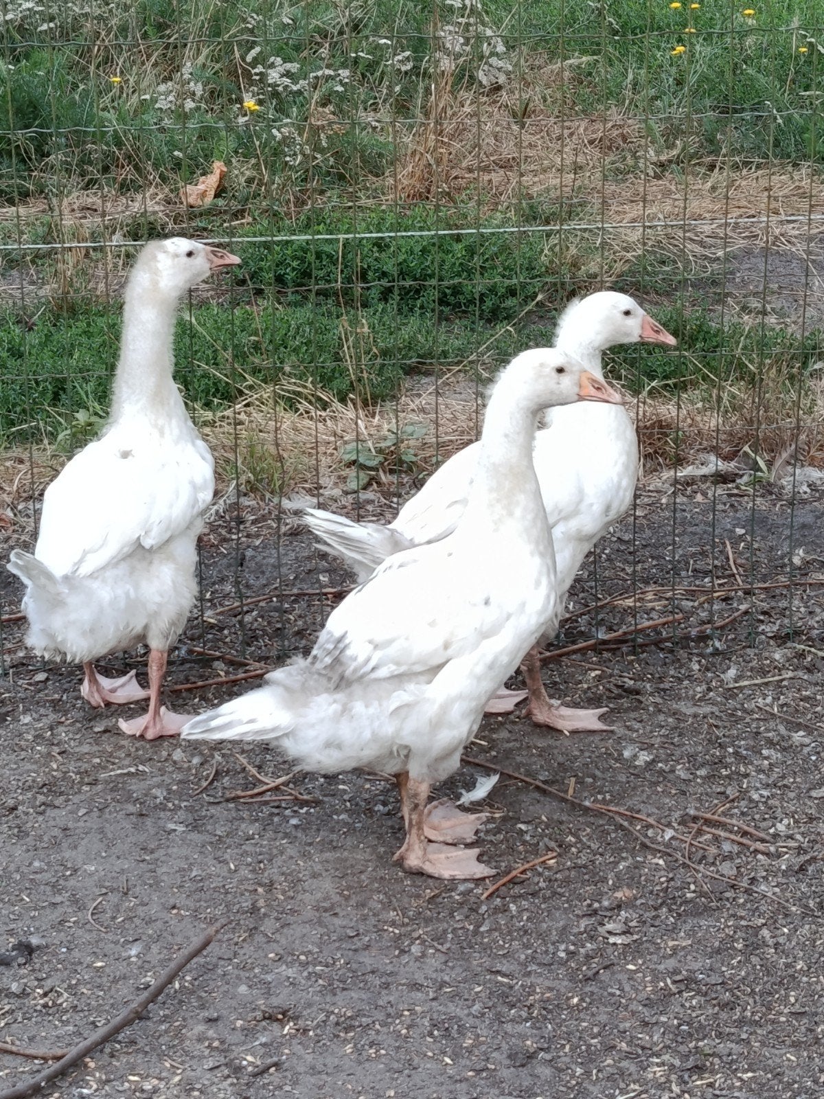 jonge ganzen, Dieren en Toebehoren, Pluimvee, Geslacht onbekend, Gans of Zwaan
