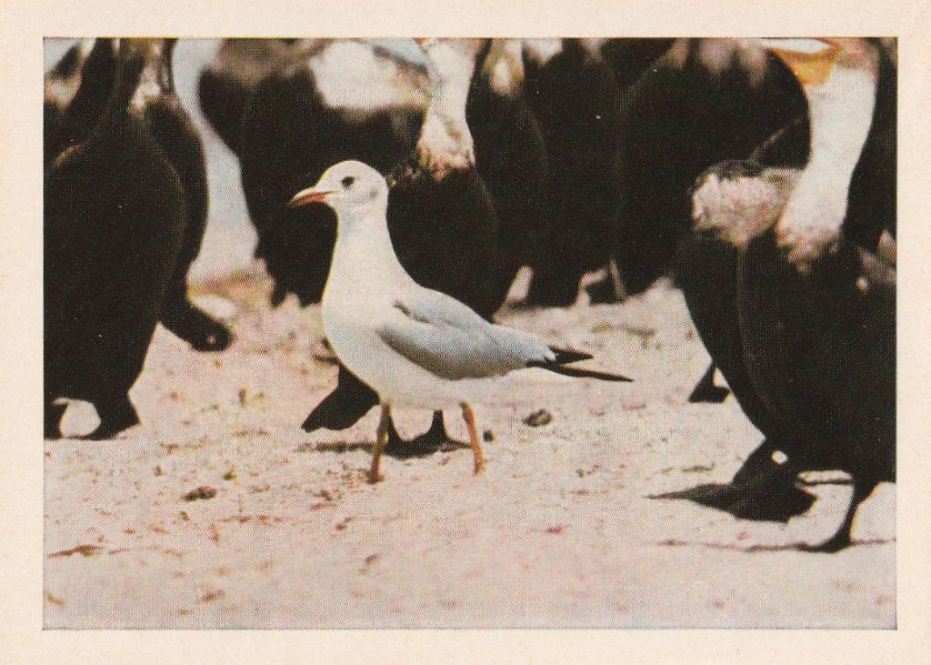 CHROMO  AFRIKAANSE  MEEUW, Verzamelen, Foto's en Prenten, Verzenden, Zo goed als nieuw, Dier, Prent