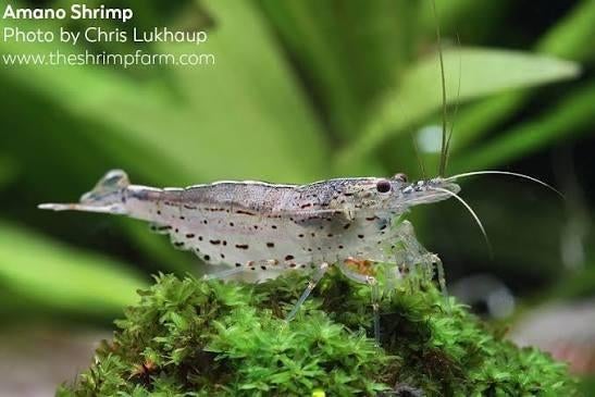 Wildkleur / grijze neocaridina garnalen - Altijd beschikbaar