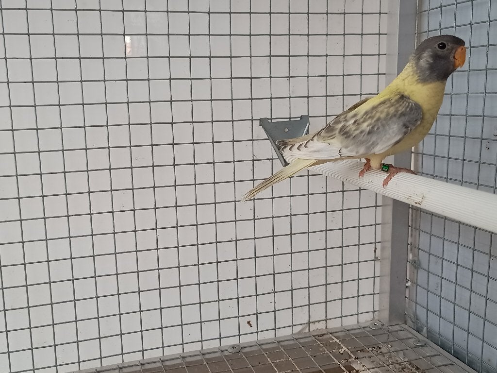 Splendids, Animaux & Accessoires, Oiseaux | Perruches & Perroquets, Perruche, Sexe inconnu, Bagué