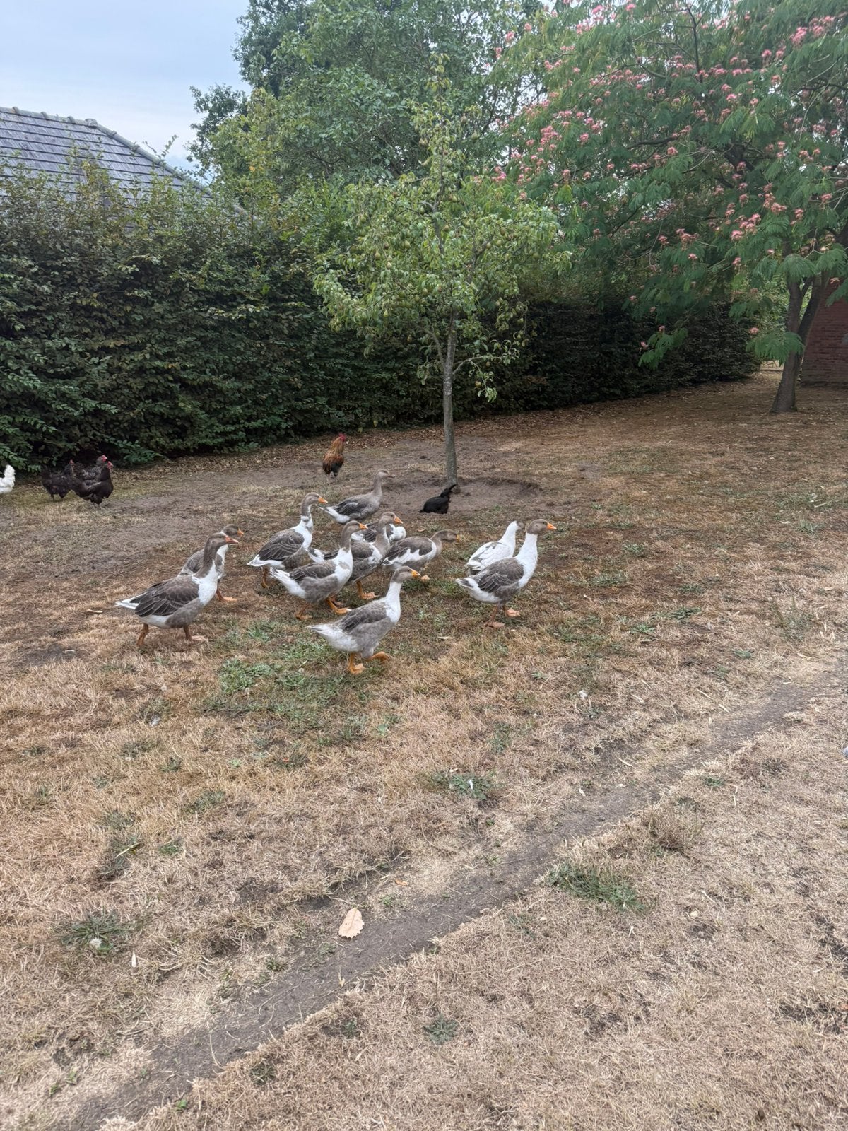 Oies, Sexe inconnu, Oie ou Cygne