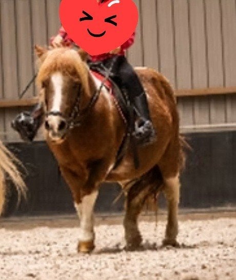 Hele lieve rustige vos bonte kinderpony shetlander., Dieren en Toebehoren