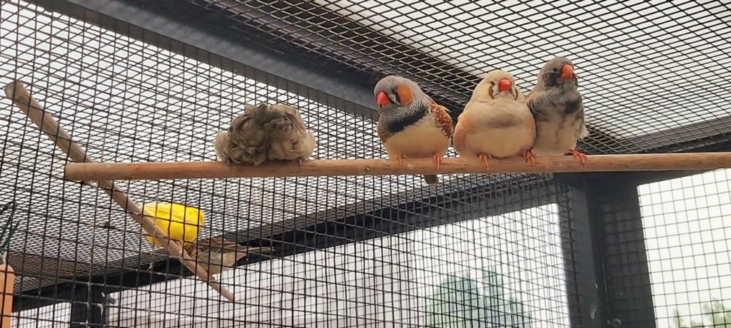 Zebravinken splitvogels charcoal, Meerdere dieren, Tropenvogel, Geringd