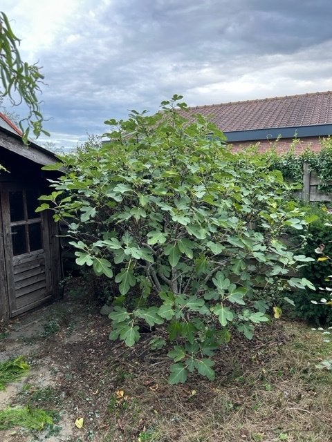 vijgenboom, Ophalen