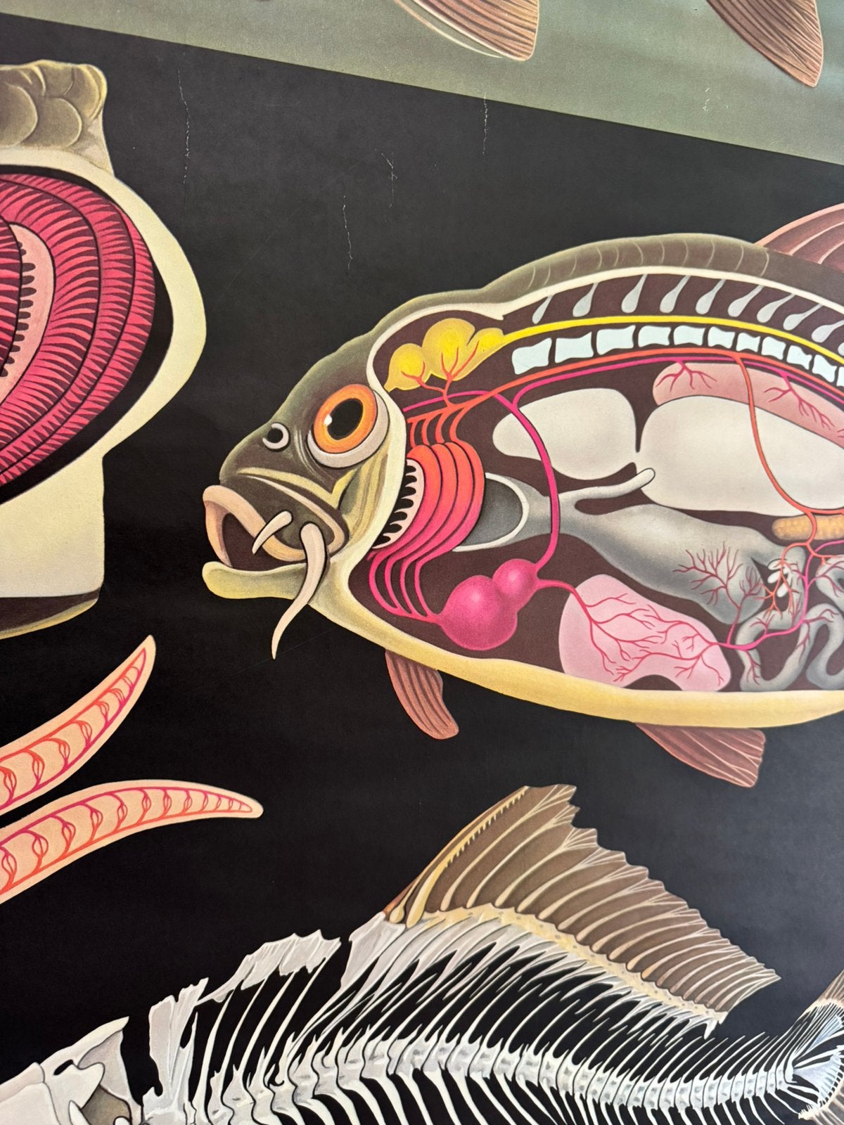 Schoolkaart De Karper Jung-Koch-Quentell, Ophalen, Natuur en Biologie