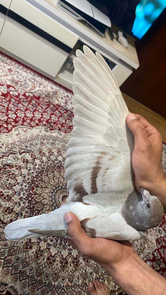 Jong postduif, Dieren en Toebehoren, Vogels | Duiven, Postduif