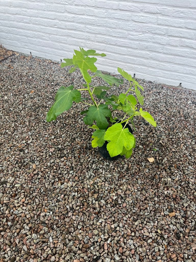 2x Vijgenboom - 30 tot 40 cm - Rijkdragend ras - €8/st, Tuin en Terras, Ophalen, Minder dan 100 cm, In pot, Bloeit niet