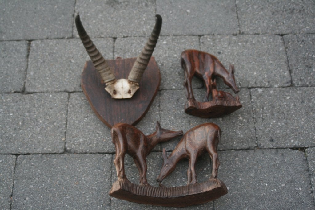 Cornes/antilopes Springboks + statues en bois gratuites, Collections, Collections Animaux, Enlèvement ou Envoi, Comme neuf, Animal sauvage