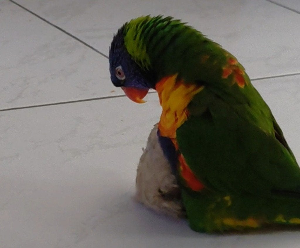 Tamme papegaai +kooi, Mâle, Perroquet, Parleur