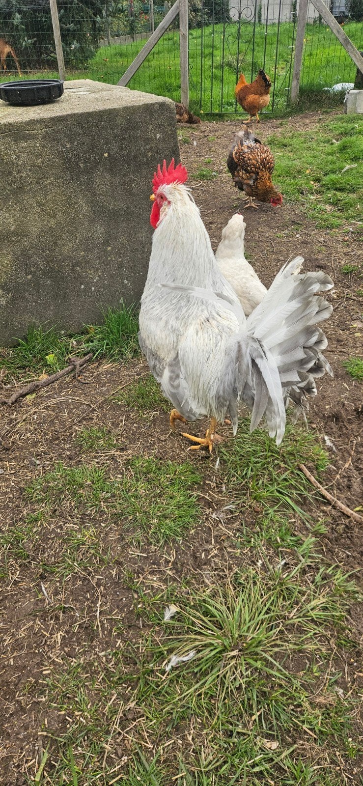 mooie haan te koop, Dieren en Toebehoren