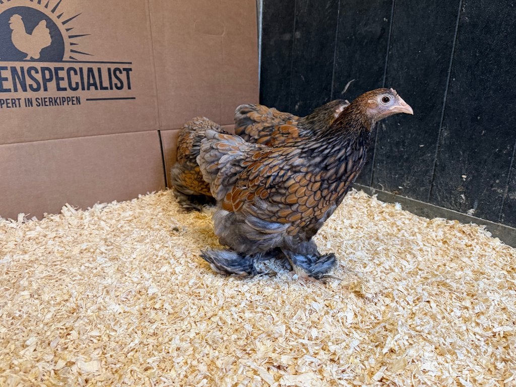 Jonge Cochin kriel goud blauw gezoomd gesekst en ingeënt, Dieren en Toebehoren, Pluimvee
