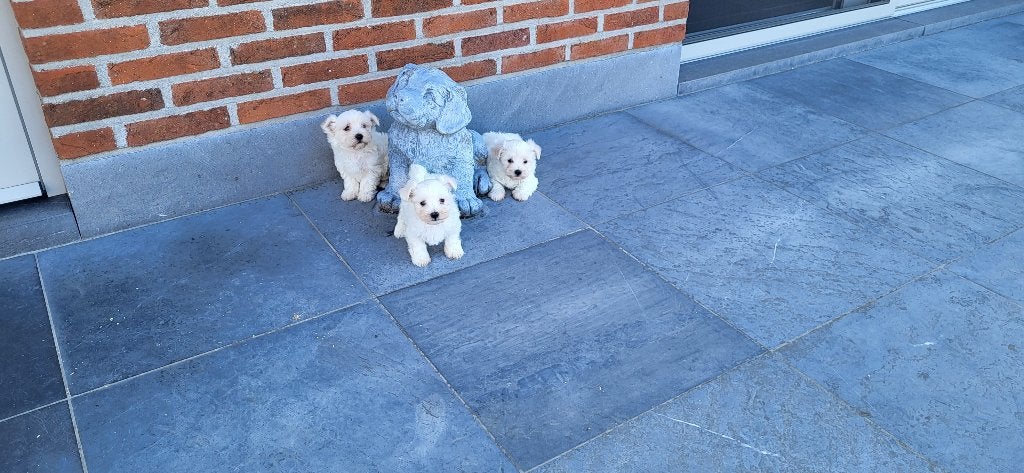 Maltezer pups, Dieren en Toebehoren, Parvo, België, Maltezer, 8 tot 15 weken