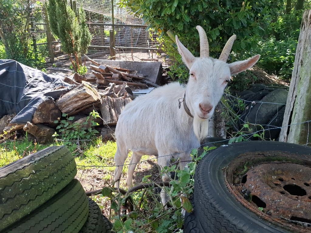 melkgeit 3jaar, Dieren en Toebehoren, Schapen, Geiten en Varkens, Vrouwelijk, Geit, 3 tot 5 jaar