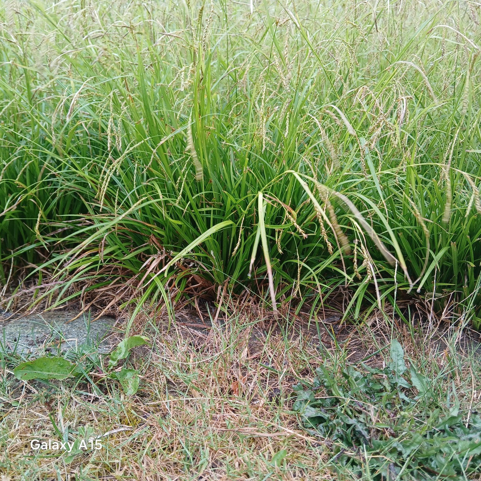 Carex siergrassen, Tuin en Terras, Ophalen, Siergrassen